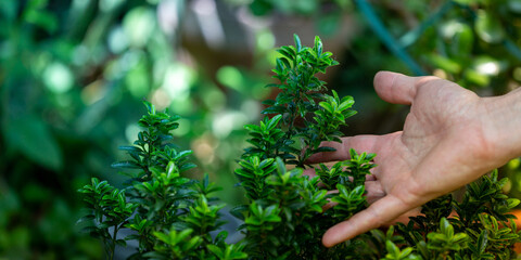 Collecting aromatic herbs in the garden, wellbeing and nature concepts