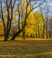 Fototapeta premium Petrovsky Park is an old park in Kronstadt. The author of the project is the military governor F. F. Bellingshausen.