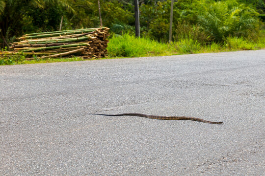 Snake on the road 