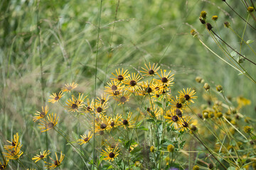 fancy rudbeckia flowers at a public garden