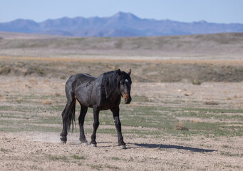 Majestic Wild Horse in the Utah Desert