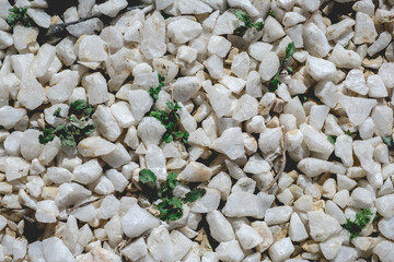 Ground with white quartz and little green plants and sprouts (background texture)