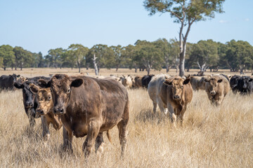 Speckled park calf, Murray grey and Angus cows grazing on lush pasture. while they enjoy the sun...