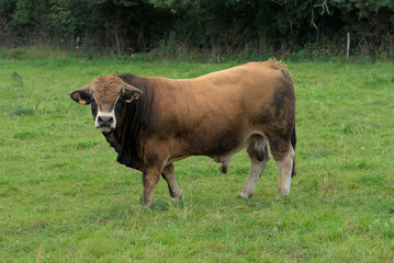 Young brown bull of Aubrac breed in his meadow