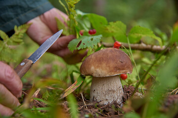 Mushroom picker's hands cut off a white mushroom.