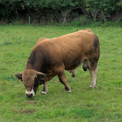 Young brown bull of Aubrac breed in his meadow