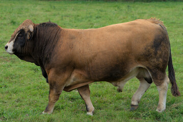 Young brown bull of Aubrac breed in his meadow