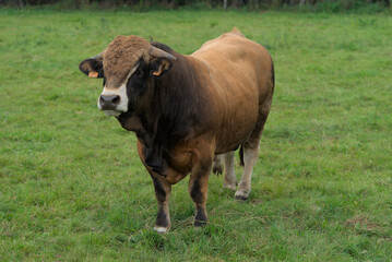 Young brown bull of Aubrac breed in his meadow