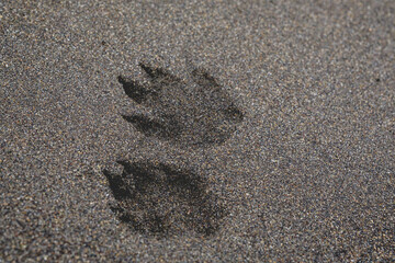 Footprints of dog in the sand