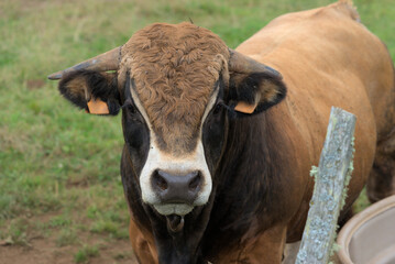 Young brown bull of Aubrac breed in his meadow