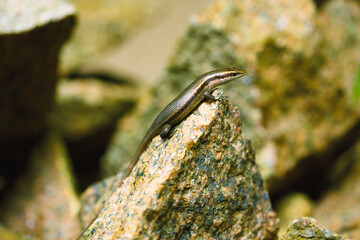 a lizard sits on a rock and smiles