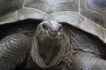 curious giant turtle close-up