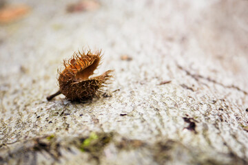 Beech tree lying on a tree trunk.