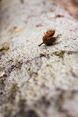 Beech tree lying on a tree trunk.