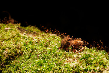 An open beech lying on the moss.