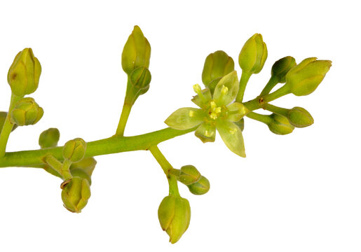 Flowers of the Avocado Tree