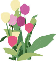 Set of colorful tulip. Vector illustration. Beautiful tulip buds, spring flowers design for greeting card 8 march or mothers day, floral elements realistic vector set. 
