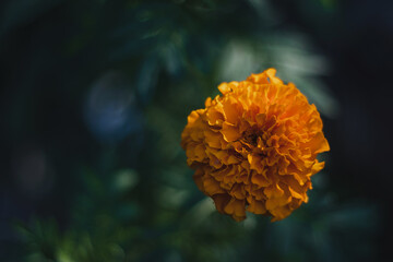 One yellow blooming marigold flower (Lat. Tagetes) grows in the garden against the background of shaded foliage.