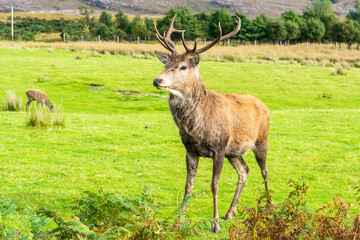 Naklejka na ściany i meble Stag of European red deer in the Highlands of Scotland.