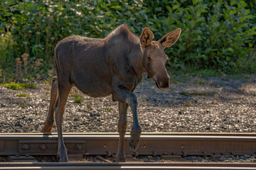 Moose crossing railroad tracks
