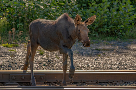 Moose Crossing Railroad Tracks