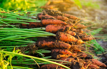 A pile of freshly picked carrots lies on the field on a sunny day. Harvested organic vegetables. Farming and agriculture. Seasonal work. Selective focus