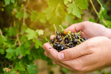 A farmer harvests blackcurrant in the garden. Summer healthy harvest. Berry harvesting. Selective focus