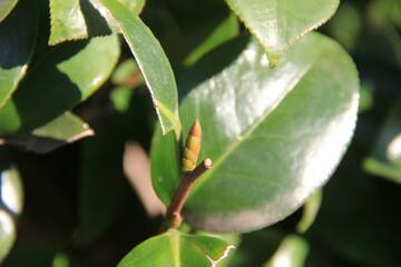 ツバキの、まだ小さな蕾と、ツヤツヤと光沢のある葉