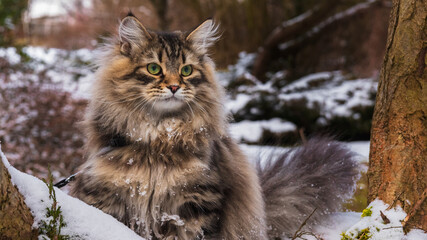 Kot Syberyjski w zimowym otoczeniu