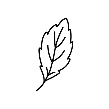 Doodle-an elm leaf icon. Contour image of the fallen leaves of a tree. Simple black drawing of plants for stickers, decor, postcards, badges, coloring books, logos. Vector clipart of plants