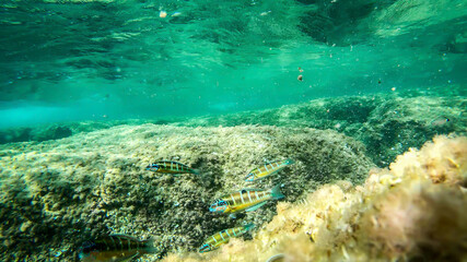 Fototapeta na wymiar Colorful fish in Alghero sea