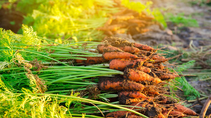 A pile of freshly picked carrots lies on the field on a sunny day. Harvested organic vegetables. Farming and agriculture. Seasonal work. Selective focus