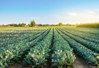 Broccoli plantations in the sunset light on the field. Cauliflower. Growing organic vegetables....