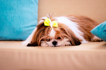 Close view of a puppy shih tzu dog sleeping on sofa with some cushions on background