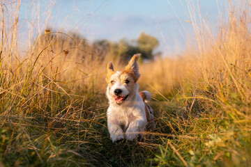 Jack Russell Terrier puppy running in a field on tall autumn grass - obrazy, fototapety, plakaty