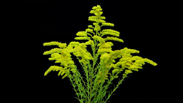 Wildflowers on a black background, a background of yellow mountain flowers