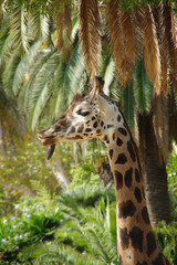 giraffe portrait, close-up, animal of Africa