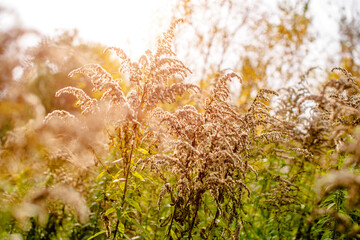 Autumn background-tall grass swaying in the wind
