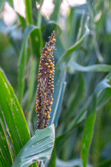 Gibberella zeae and Khuskia oryzae diseases attacks the corn cob
