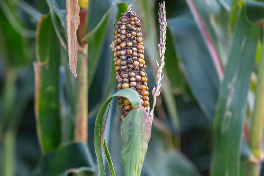 Gibberella zeae and Khuskia oryzae diseases attacks the corn cob