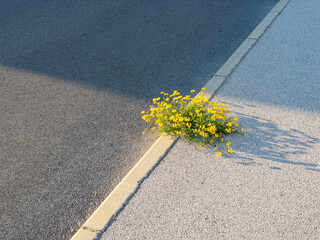 CLOSE UP: Isolated birdsfoot trefoil flower grows out of a crack in the sidewalk - obrazy, fototapety, plakaty