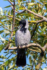 Crow sitting in a tree cleaning his feathers.