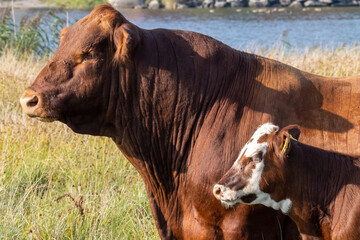 Bull and calf on a field shot in profile. Water background