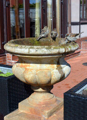 little birds sparrows bathe on a sunny day in a street fountain