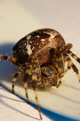 European garden spider: Araneus diadematus