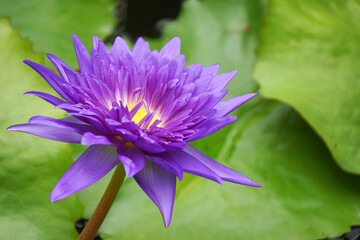 紫色の睡蓮