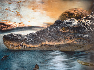 crocodile in the water