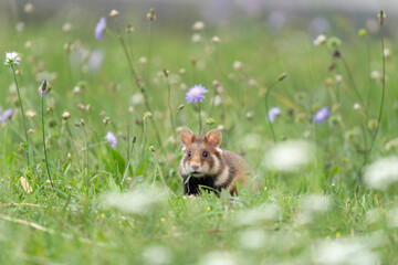 European hamster in the meadow. Hamster among the grass. European wildlife. Cute animals during...