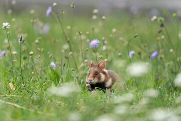 European hamster in the meadow. Hamster among the grass. European wildlife. Cute animals during summer season. 