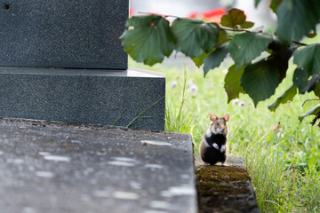 European hamster on the grave. Hamster in Vienna cemetery. European wildlife. Cute animals during summer season. 